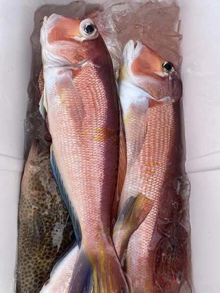 釣果