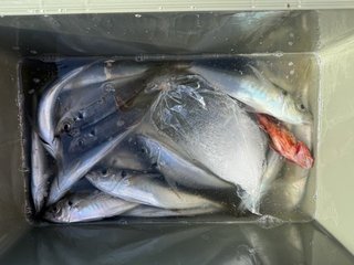 釣果