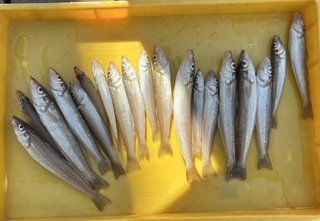 釣果