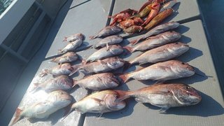 釣果