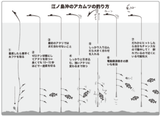 江ノ島沖のアカムツの釣り方