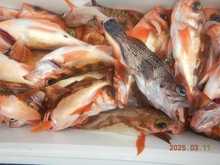 釣果