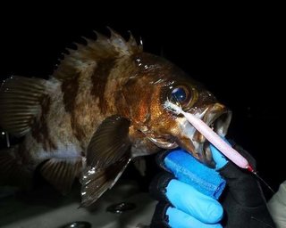 釣果