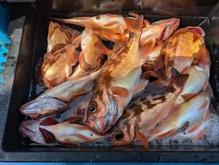 釣果