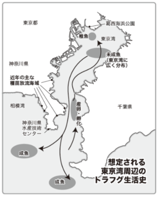 想定される東京湾周辺のトラフグ生活史