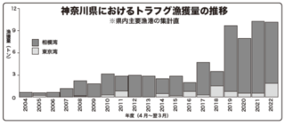 神奈川県におけるトラフグ漁獲量の推移