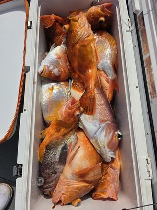 釣果