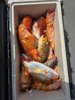 釣果