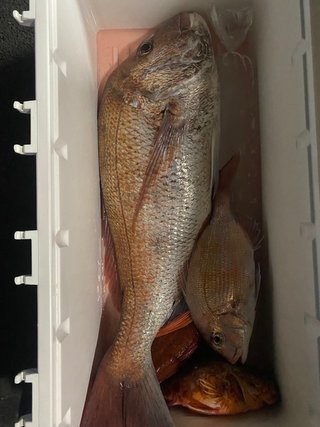 釣果