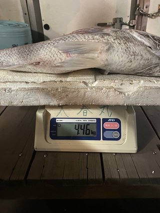 釣果