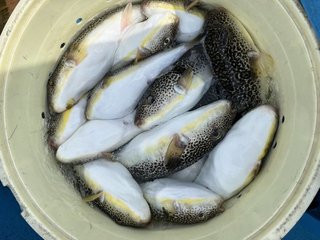 釣果