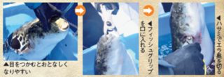 トラフグが釣れたら