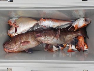 釣果
