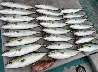 釣果