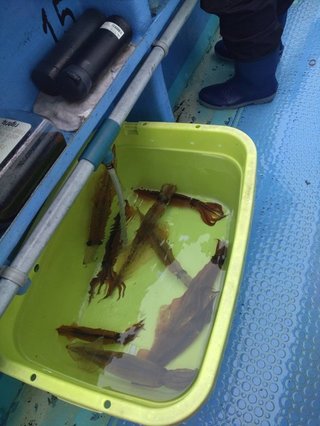 釣果