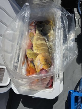 釣果