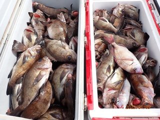 釣果