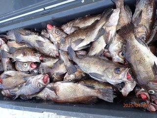 釣果