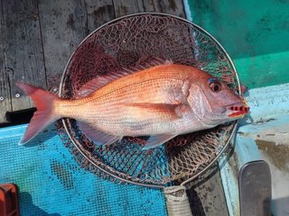 釣果