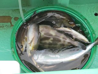 釣果