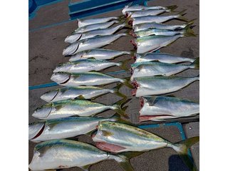 【釣果速報】和歌山県heyheyshipでハマチをゲット！合計25匹！青物釣りを楽しむチャンスです！