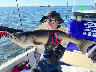 【釣果速報】千葉県林遊船、全便好調！シーバス65cm各便で人気魚種キャッチ！