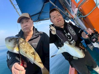 【釣果速報】兵庫県海蓮丸でショウサイフグが絶好調！34cmのジャンボサイズも上がってます！