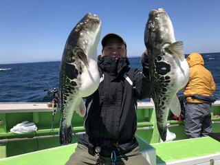 【釣果速報】千葉県利八丸でトラフグが絶好調！3.50kgのジャンボサイズも上がってます！