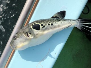 2ケタ釣果で早揚がり　東京湾のトラフグ爆釣