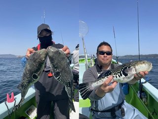 【釣果速報】神奈川県野毛屋釣船店で3.10kgのジャンボサイズを筆頭にトラフグが釣れまくり！味も極上な今が乗船どき！