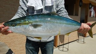 鹿島沖のルアー青物