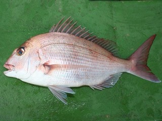 沼津沖でマダイ連発！お食い初めもバッチリ
