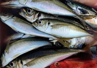 釣果