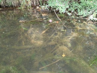 プロップベイトっていろんな魚に効くみたい その特徴や冬の使い方を徹底特集します