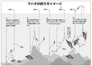マハタの釣り方イメージ