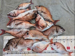 【釣果速報】タイ&チダイをGET！和歌山県海斗丸でタイ三昧を満喫しよう！