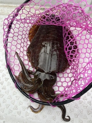 釣果