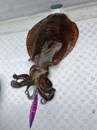 釣果