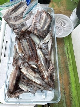 【釣果速報】神奈川県たいぞう丸でムギイカの51杯超え！良型の高級イカは今が狙いどき！！