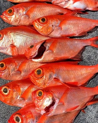【釣果速報】神奈川県愛正丸でキンメダイトップ11匹！憧れの超高級魚をゲットできるチャンスを絶対に逃すな！