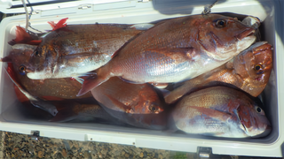 釣果