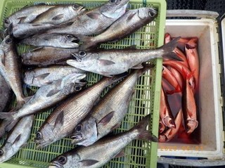 釣果