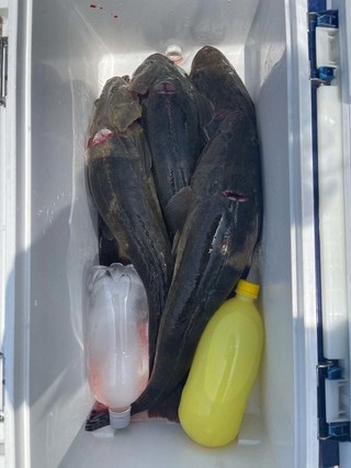 釣果