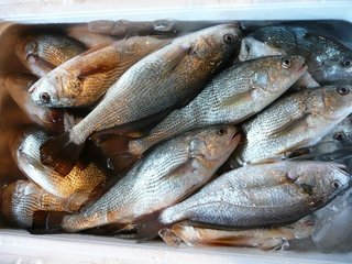 釣った魚を熟成させよう 旨味が増える熟成魚の秘密を解明 作り方もご紹介いたします