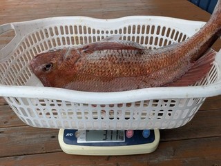 釣果