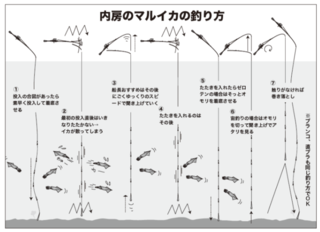 内房のマルイカの釣り方
