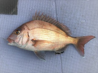 剣崎沖のマダイ順調　落とし込みで3枚