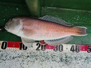 釣果