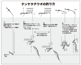テンヤタチウオの釣り方