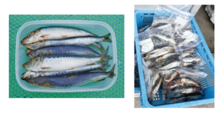 船宿エサがおすすめ